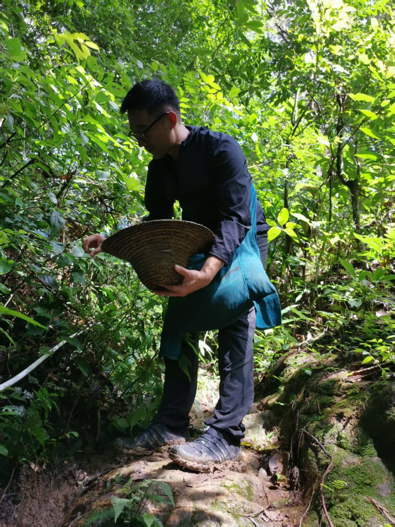 A tea farmer hand-picking fresh spring tea leaves
